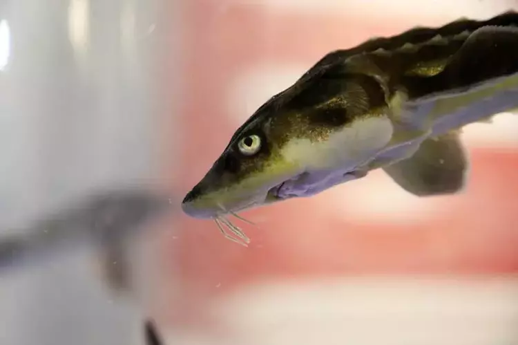 Çipli balık takibi başladı: Karadeniz'de 20 bin yavru - 4