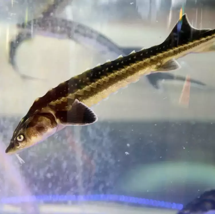 Çipli balık takibi başladı: Karadeniz'de 20 bin yavru - 3