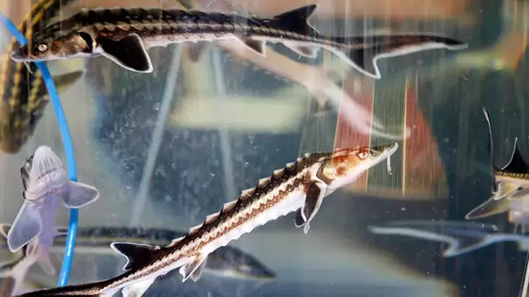 Çipli balık takibi başladı: Karadeniz'de 20 bin yavru - 1