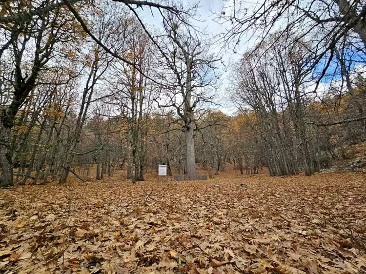 Isparta'nın Eğirdir ilçesindeki eşsiz Kasnak Meşesi Ormanı - 4