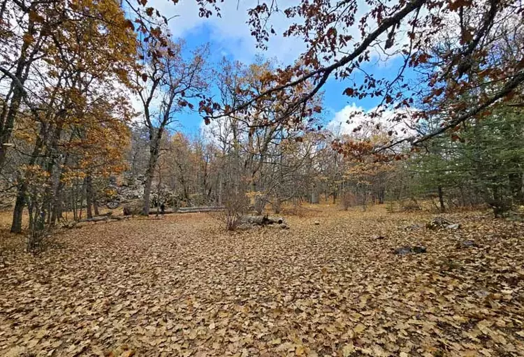 Isparta'nın Eğirdir ilçesindeki eşsiz Kasnak Meşesi Ormanı - 5