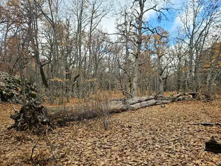Isparta'nın Eğirdir ilçesindeki eşsiz Kasnak Meşesi Ormanı - 1