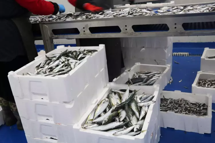 Fırtına balık fiyatlarını vurdu: İzmir'de tezgahlarda azalma - 4