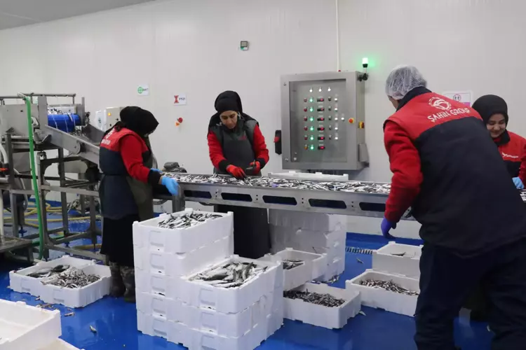 Fırtına balık fiyatlarını vurdu: İzmir'de tezgahlarda azalma - 3