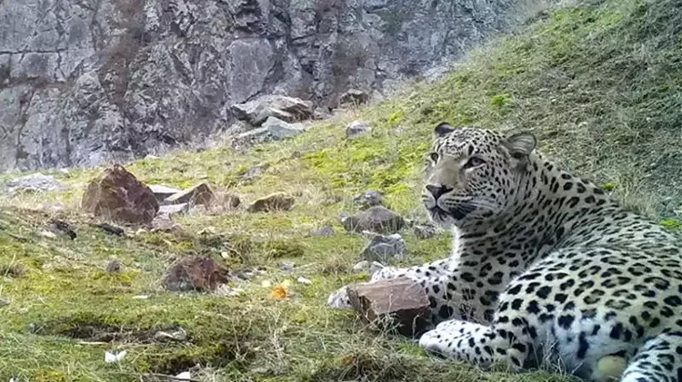 Anadolu Parsı hakkındaki gizemli bilgiler derinleşiyor - 1