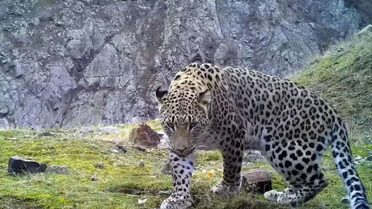 Anadolu Parsı hakkındaki gizemli bilgiler derinleşiyor - 2