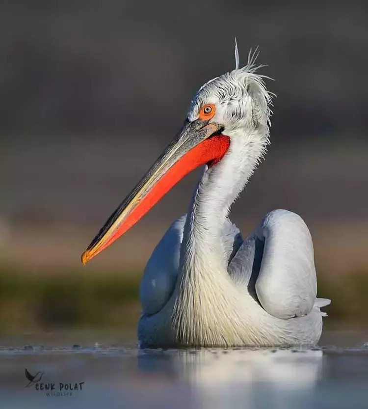 Çanakkale'de kuş gözleminde rekor! 50 yeni tür - 5