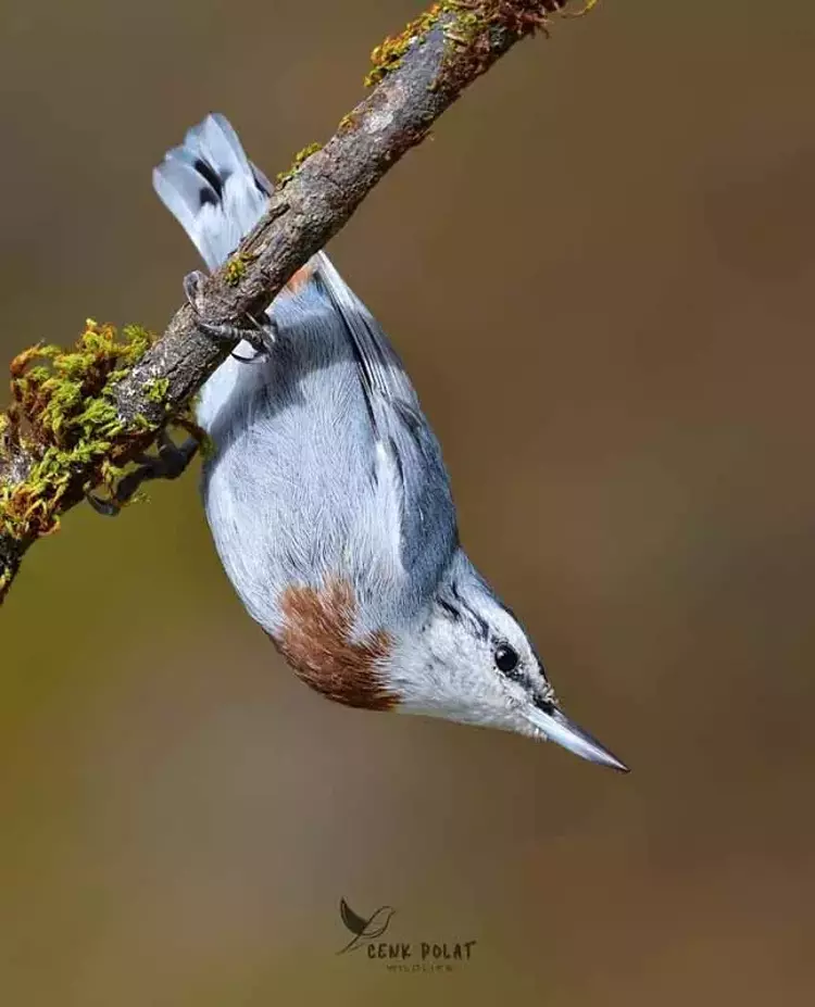 Çanakkale'de kuş gözleminde rekor! 50 yeni tür - 9