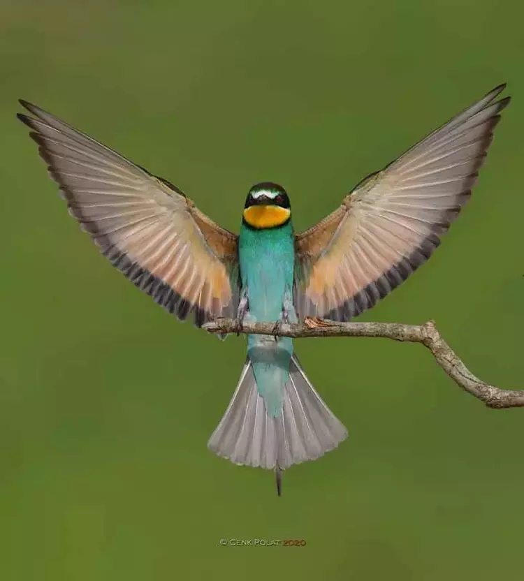 Çanakkale'de kuş gözleminde rekor! 50 yeni tür - 10