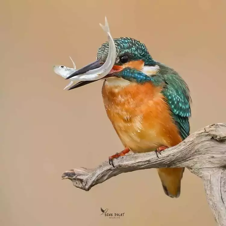 Çanakkale'de kuş gözleminde rekor! 50 yeni tür - 6