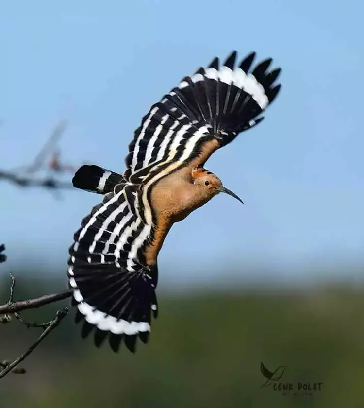 Çanakkale'de kuş gözleminde rekor! 50 yeni tür - 7