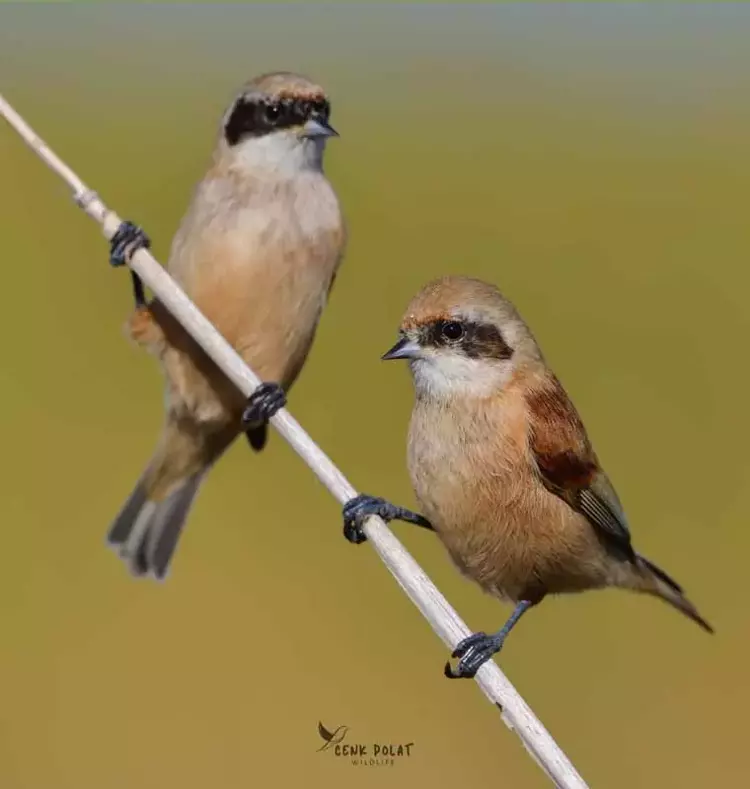 Çanakkale'de kuş gözleminde rekor! 50 yeni tür - 8