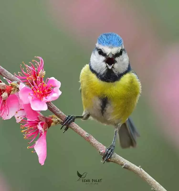 Çanakkale'de kuş gözleminde rekor! 50 yeni tür - 3