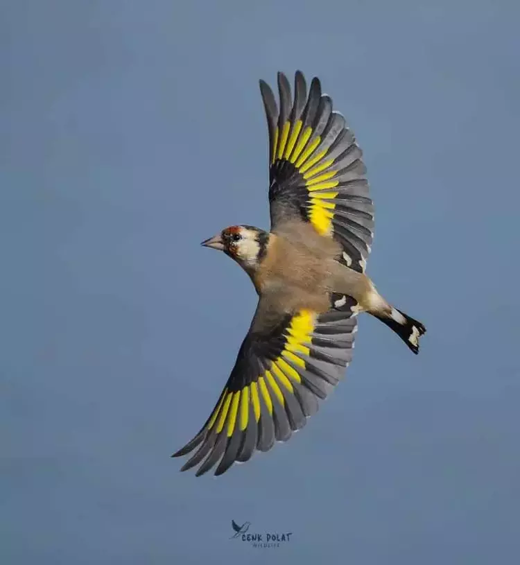 Çanakkale'de kuş gözleminde rekor! 50 yeni tür - 2