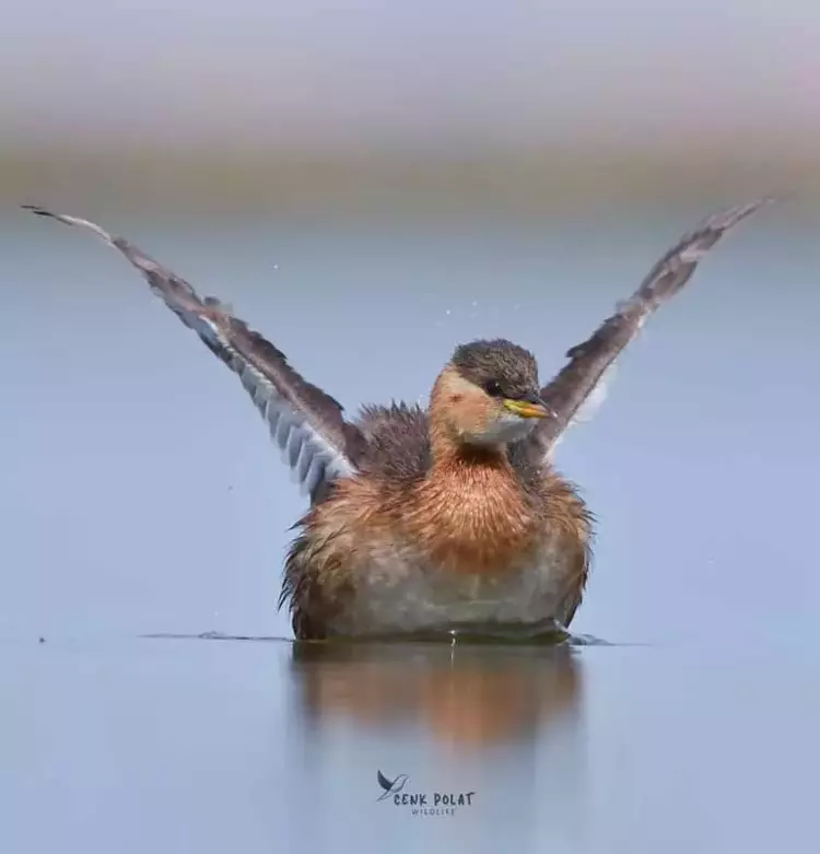 Çanakkale'de kuş gözleminde rekor! 50 yeni tür - 1