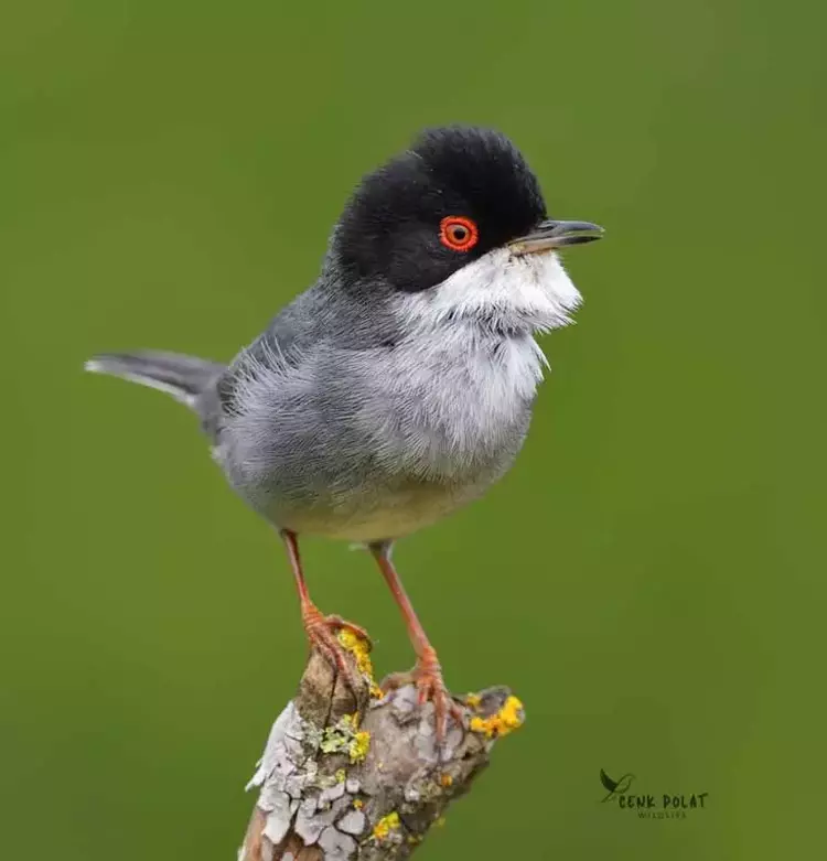 Çanakkale'de kuş gözleminde rekor! 50 yeni tür - 4