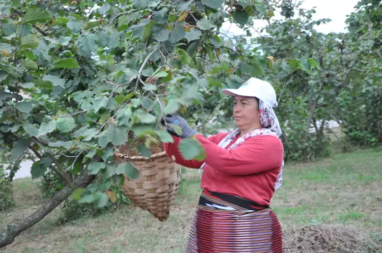 Fındık İhracatında Yükseliş! 'Kahverengi Kokarca' Tehdidine Rağmen Rekor Artış - 1