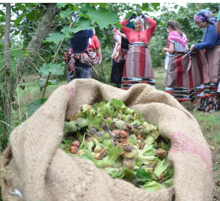 Fındık İhracatında Yükseliş! 'Kahverengi Kokarca' Tehdidine Rağmen Rekor Artış - 3