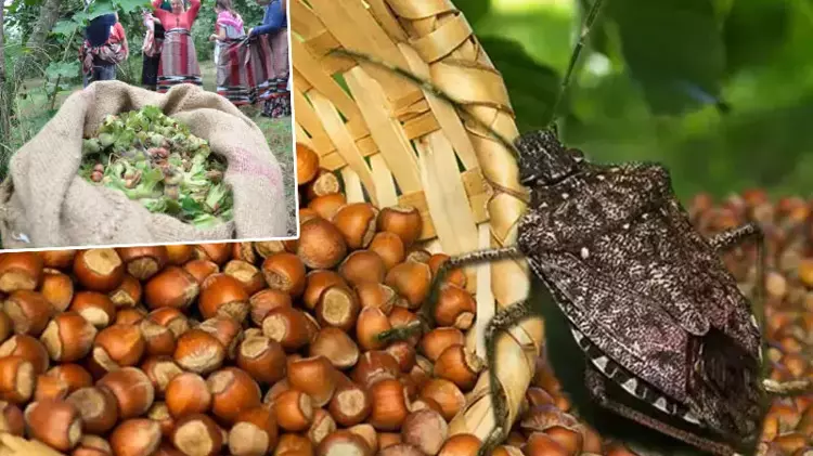 Fındık İhracatında Yükseliş! 'Kahverengi Kokarca' Tehdidine Rağmen Rekor Artış - 5