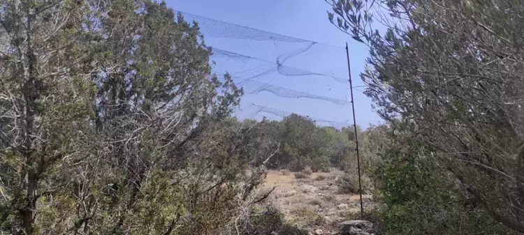 Milyonlarca kuş sofralarda! Kaçak avcılık alarm veriyor - 5