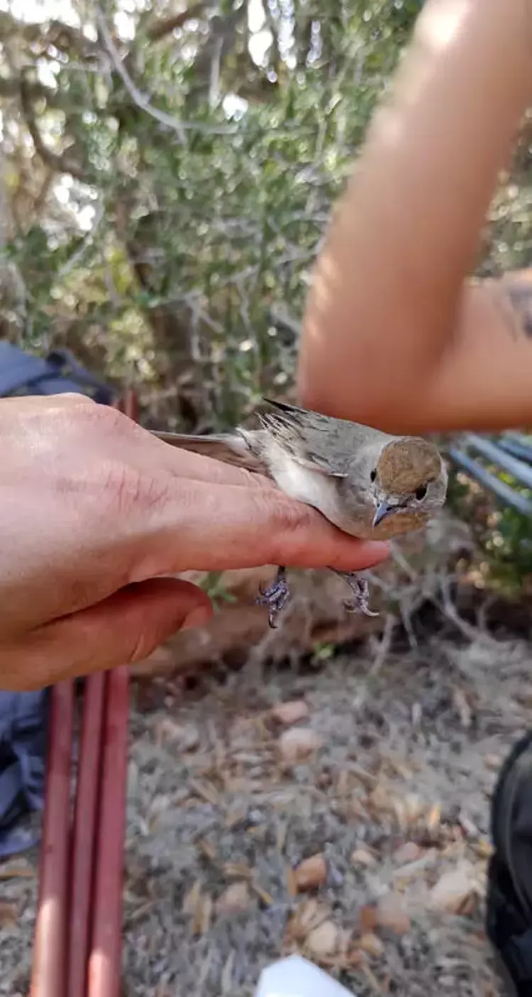 Milyonlarca kuş sofralarda! Kaçak avcılık alarm veriyor - 6