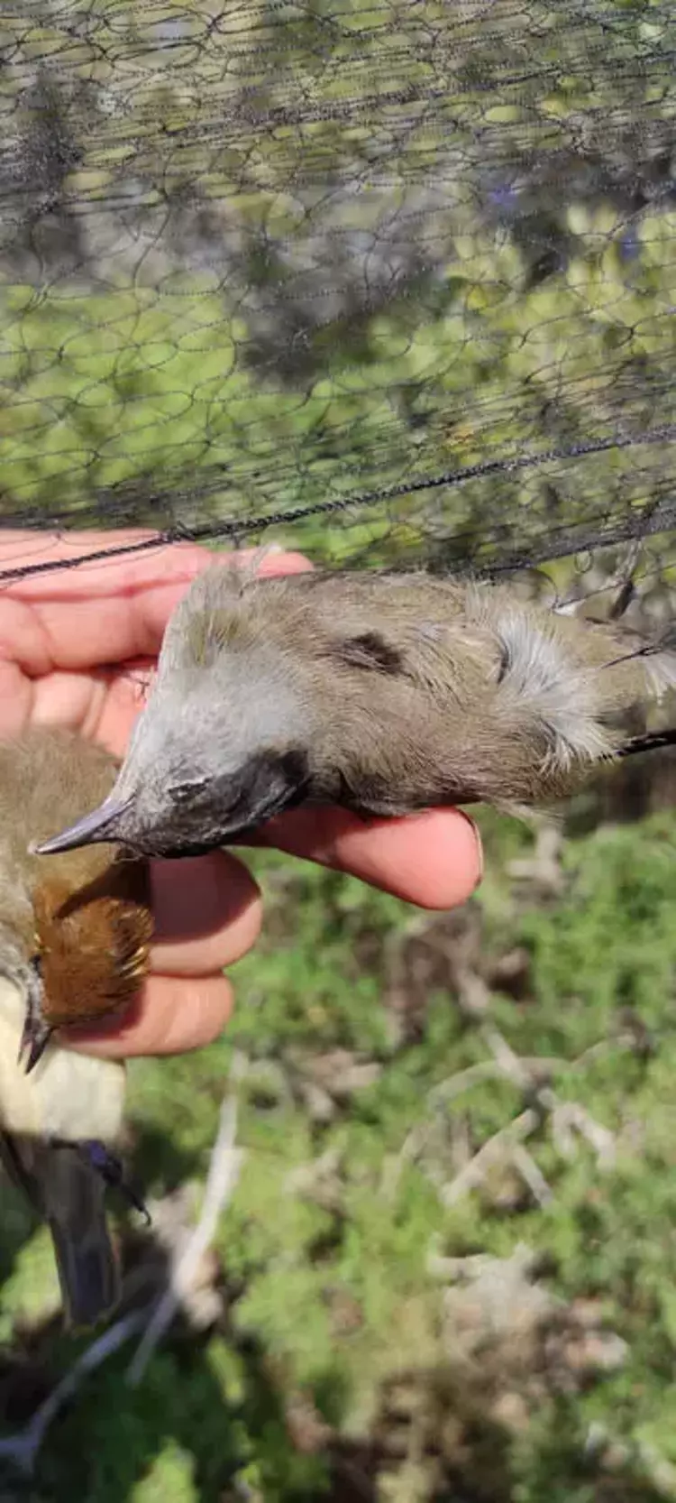 Milyonlarca kuş sofralarda! Kaçak avcılık alarm veriyor - 2