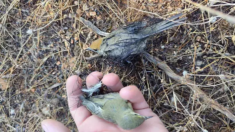 Milyonlarca kuş sofralarda! Kaçak avcılık alarm veriyor - 1