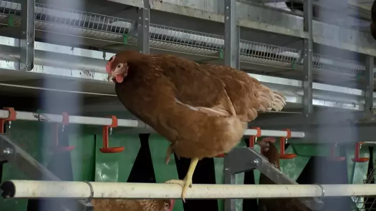 Bursa'da doğal yumurta üretimi zirveye taşınıyor - 4