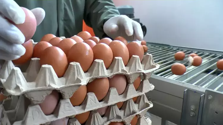 Bursa'da doğal yumurta üretimi zirveye taşınıyor - 3