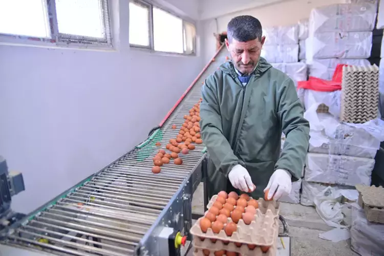 Bursa'da doğal yumurta üretimi zirveye taşınıyor - 5