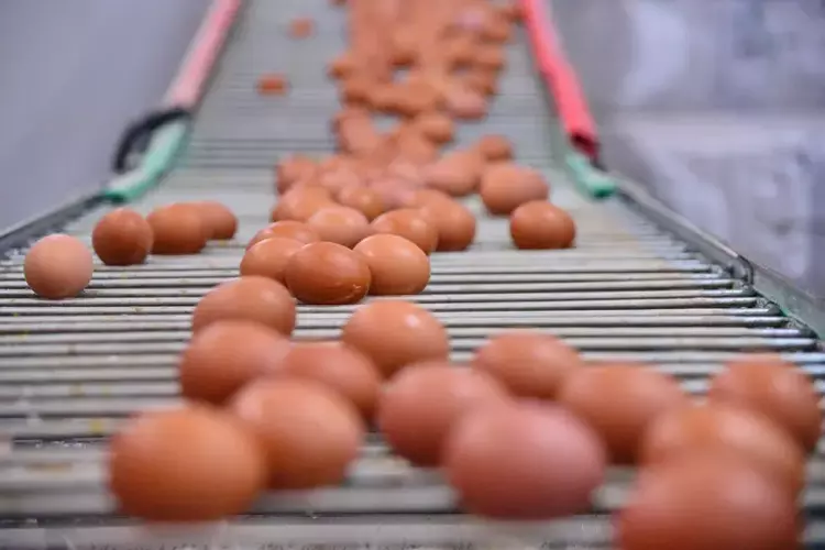 Bursa'da doğal yumurta üretimi zirveye taşınıyor - 2