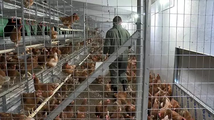 Bursa'da doğal yumurta üretimi zirveye taşınıyor - 1