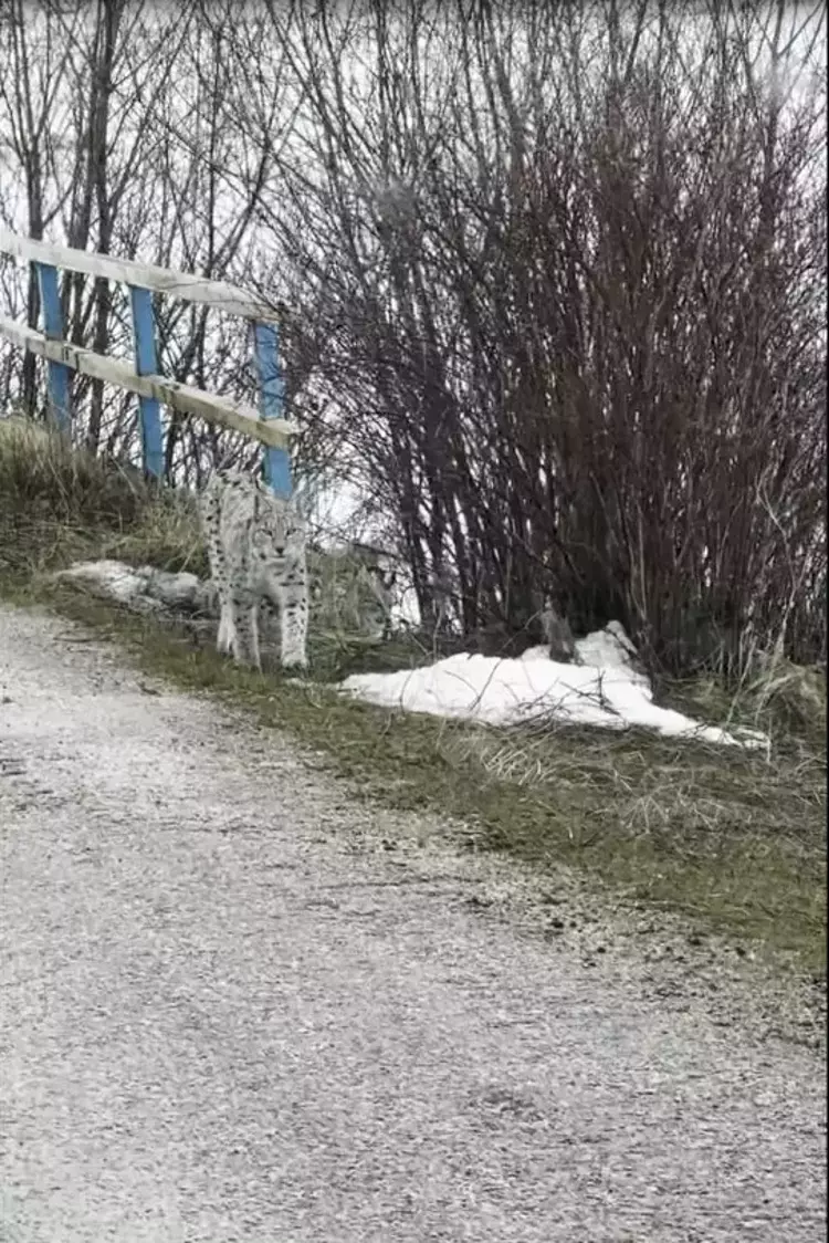 Bayburt'ta karla kaplı arazide nesli tükenme tehlikesi altındaki vaşaklar görüntülendi - 5