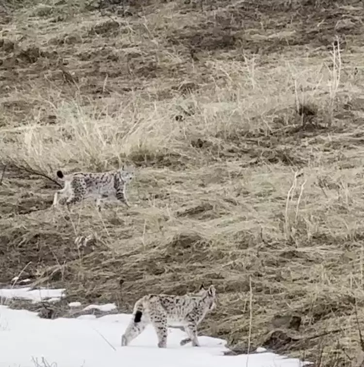 Bayburt'ta karla kaplı arazide nesli tükenme tehlikesi altındaki vaşaklar görüntülendi - 3