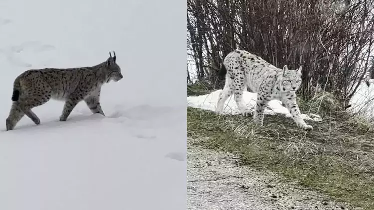 Bayburt'ta karla kaplı arazide nesli tükenme tehlikesi altındaki vaşaklar görüntülendi - 1