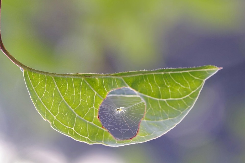 Efektsiz birbirinden muhteşem fotoğraflar - 2