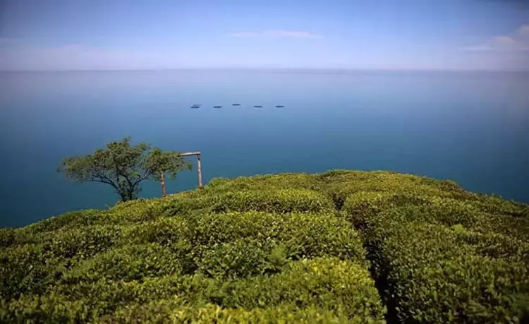 Rize'de kar altında çay hasadı dünyada ilk kez - 3