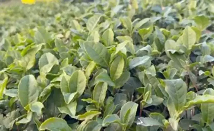 Rize'de kar altında çay hasadı dünyada ilk kez - 1