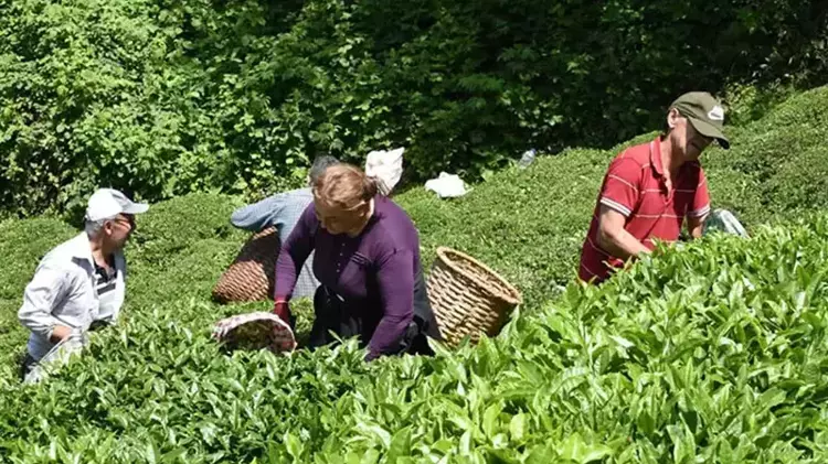 Rize'de kar altında çay hasadı dünyada ilk kez - 4