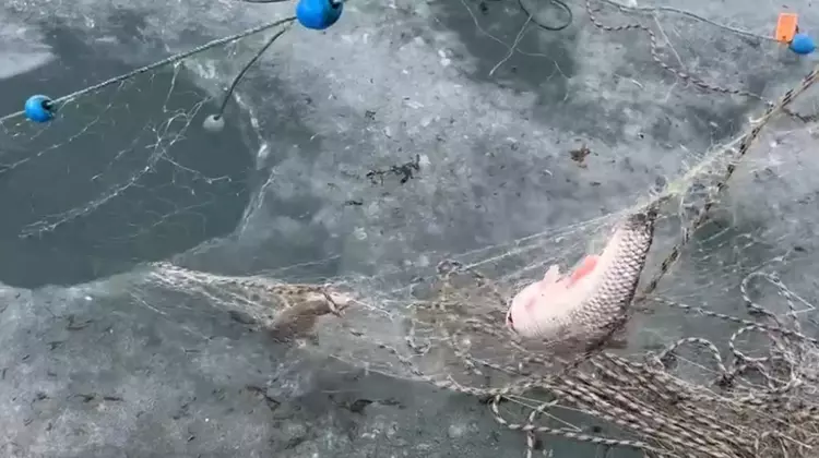 Kars'ta Eskimo usulü balık avı - 4