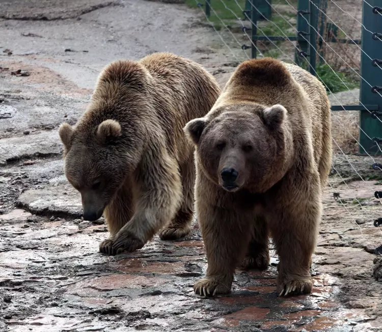 Gaziantep Hayvanat Bahçesi'nin ziyaretçi akını yıl sonu rekoru kırdı - 2