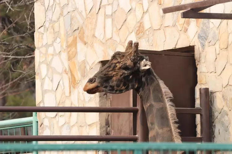 Gaziantep Hayvanat Bahçesi'nin ziyaretçi akını yıl sonu rekoru kırdı - 1