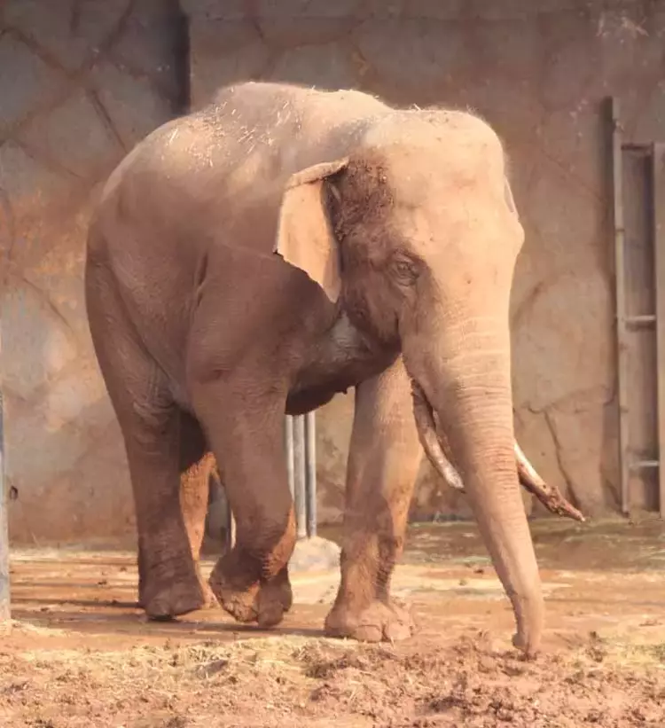 Gaziantep Hayvanat Bahçesi'nin ziyaretçi akını yıl sonu rekoru kırdı - 6