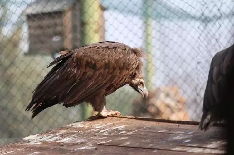 Gaziantep Hayvanat Bahçesi'nin ziyaretçi akını yıl sonu rekoru kırdı - 5
