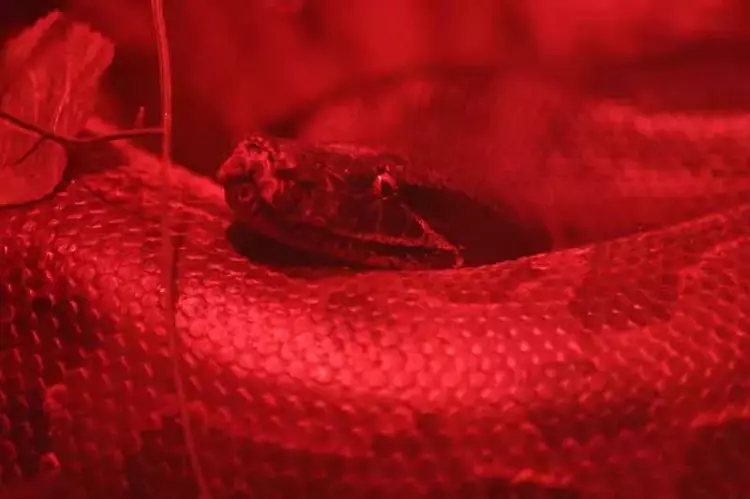 Gaziantep Hayvanat Bahçesi'nin ziyaretçi akını yıl sonu rekoru kırdı - 4