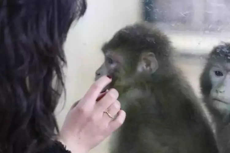 Gaziantep Hayvanat Bahçesi'nin ziyaretçi akını yıl sonu rekoru kırdı - 3