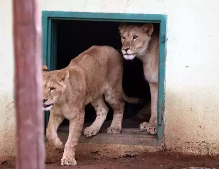 Gaziantep Hayvanat Bahçesi'nin ziyaretçi akını yıl sonu rekoru kırdı - 7