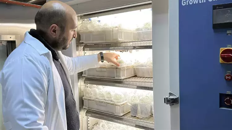 Edirne'de çiftçilere büyük müjde! 1931 CL ayçiçeği geliştirildi - 3