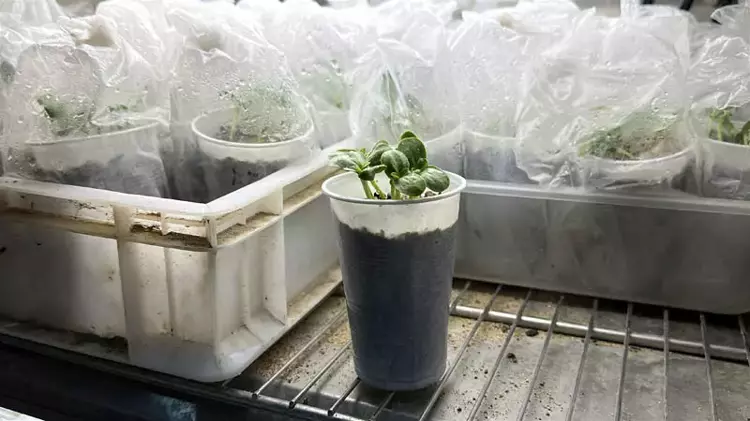 Edirne'de çiftçilere büyük müjde! 1931 CL ayçiçeği geliştirildi - 4