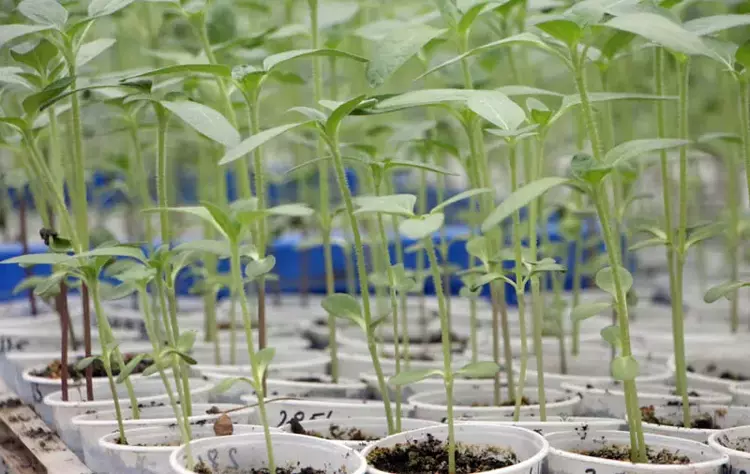 Edirne'de çiftçilere büyük müjde! 1931 CL ayçiçeği geliştirildi - 2